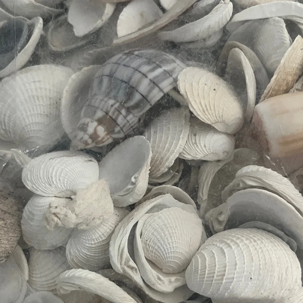 Beautiful Assorted Seashells Collection from Florida #25
